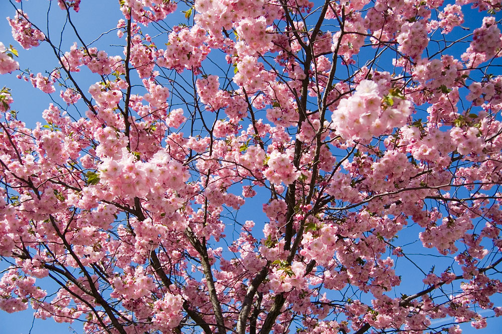 Сакура цветет, весна